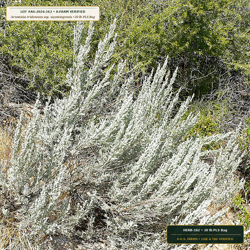 Wyoming & Mountain Big Sagebrush Seed Lot (Artemisia tridentata ssp. wyomingensis) — 20 lb PLS Bag • Lot AS-2026-162 • 8-Farm Domestic Provenance • Apothecary Supply