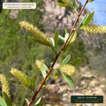 Southwestern Riparian Cottonwood & Willow Pole Lot (Populus fremontii & Salix gooddingii) — 250-Unit Pallet • Lot AS-2026-164 • 8-Farm Domestic Provenance • Apothecary Supply