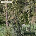 Inoculated Bitterbrush & Fourwing Saltbush Plugs (Purshia tridentata & Atriplex canescens) — 500-Plug Lot • Lot AS-2026-165 • 8-Farm Domestic Provenance • Apothecary Supply