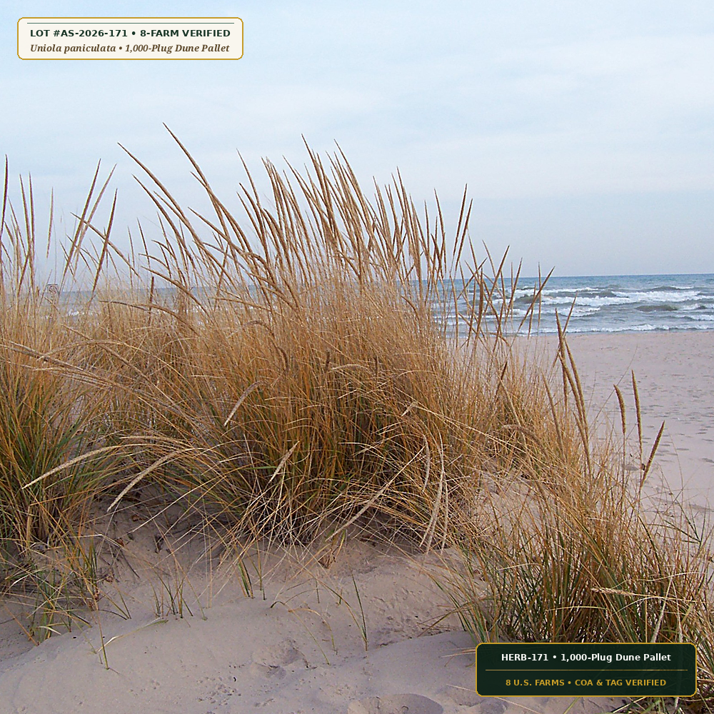 Coastal Dune Sea Oats & Bitter Panicum Plugs (Uniola paniculata & Panicum amarum) — 1,000-Plug Dune Pallet • Lot AS-2026-171 • 8-Farm Domestic Provenance • Apothecary Supply