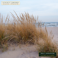 Coastal Dune Sea Oats & Bitter Panicum Plugs (Uniola paniculata & Panicum amarum) — 1,000-Plug Dune Pallet • Lot AS-2026-171 • 8-Farm Domestic Provenance • Apothecary Supply