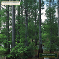 Bottomland Overcup Oak, Tupelo & Bald Cypress Lot (Quercus lyrata & Taxodium distichum) — 50-Tree #3 Gal Lot • Lot AS-2026-172 • 8-Farm Domestic Provenance • Apothecary Supply