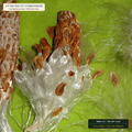 Regional Milkweed Dormant Rhizome & Plug Bundle (Asclepias syriaca & Asclepias tuberosa) — 500-Unit Crate • Lot AS-2026-173 • 8-Farm Domestic Provenance • Apothecary Supply