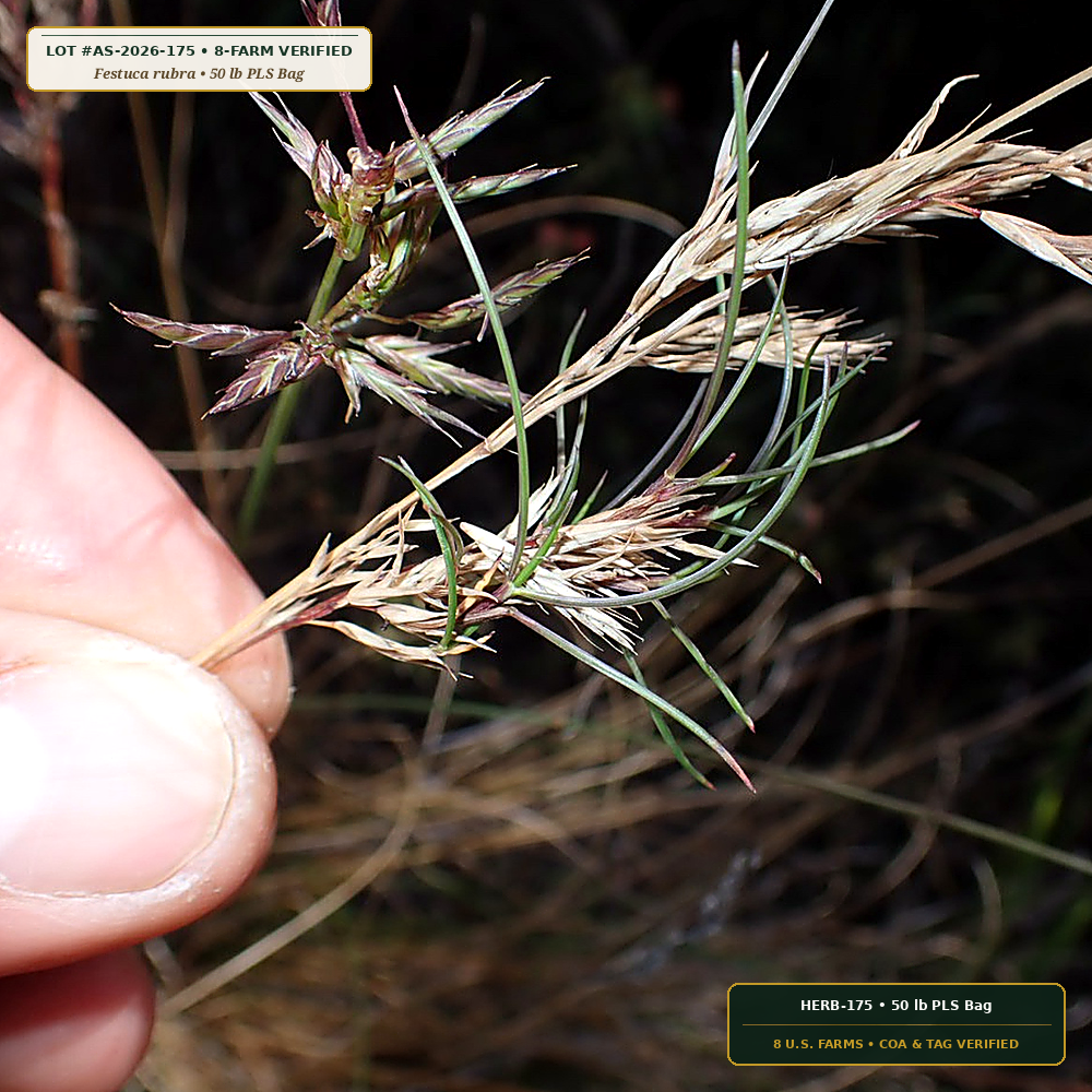 Low-Profile Solar Meadow Pollinator & Fescue Mix (Festuca rubra & Coreopsis lanceolata) — 50 lb PLS Bag • Lot AS-2026-175 • 8-Farm Domestic Provenance • Apothecary Supply