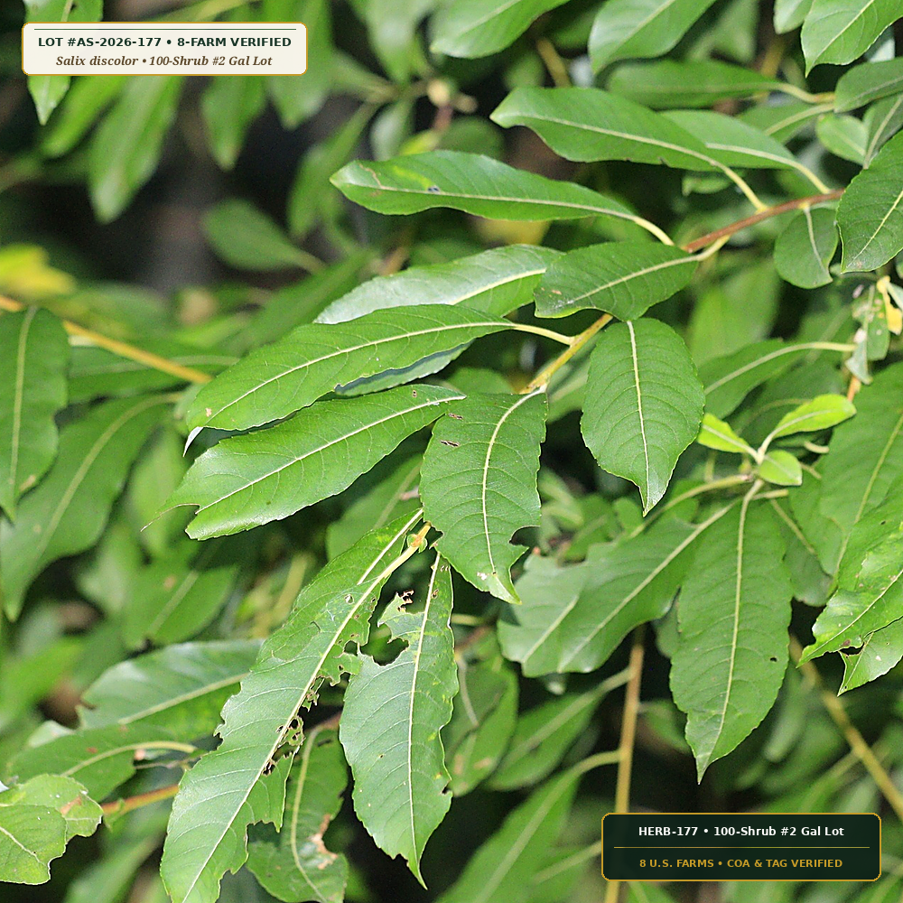 Early-Spring Pussy Willow & Spicebush Shrub Lot (Salix discolor & Lindera benzoin) — 100-Shrub #2 Gal Lot • Lot AS-2026-177 • 8-Farm Domestic Provenance • Apothecary Supply