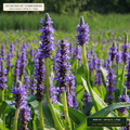 Floating Treatment Wetland Mat & Macrophyte Kit (Carex comosa & Pontederia cordata) — 100 Sq. Ft. + Plugs • Lot AS-2026-181 • 8-Farm Domestic Provenance • Apothecary Supply