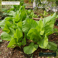 Heavy-Metal Phytoextraction Mustard & Pennycress Mix (Brassica juncea & Thlaspi caerulescens) — 50 lb Bag • Lot AS-2026-182 • 8-Farm Domestic Provenance • Apothecary Supply