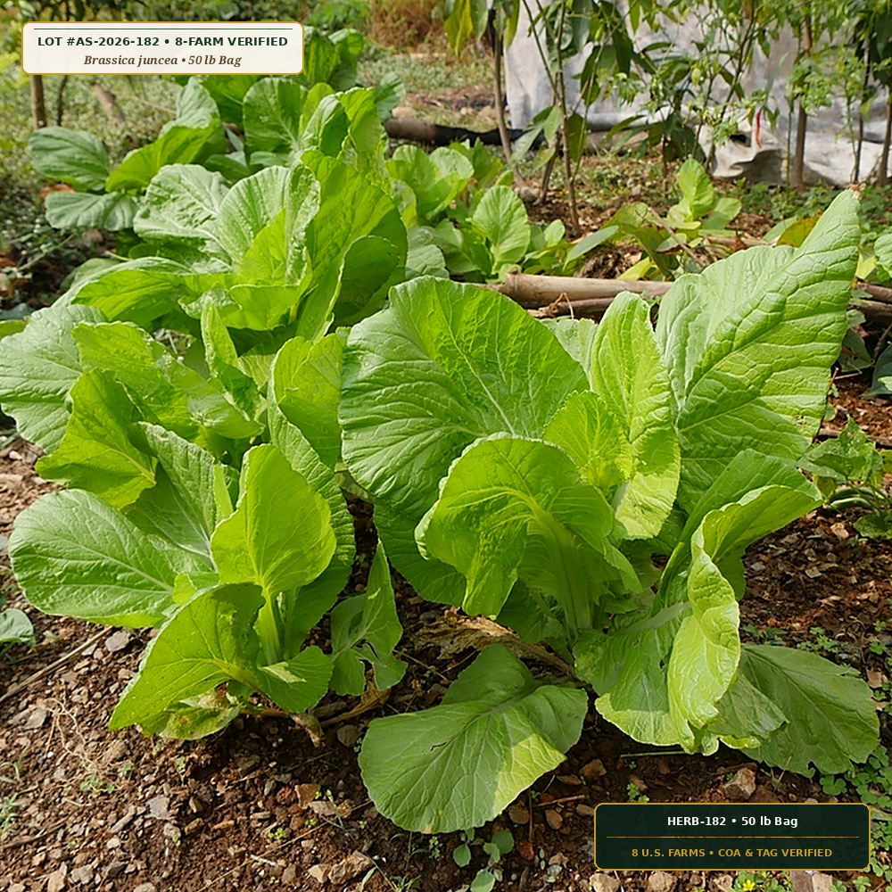 Heavy-Metal Phytoextraction Mustard & Pennycress Mix (Brassica juncea & Thlaspi caerulescens) — 50 lb Bag • Lot AS-2026-182 • 8-Farm Domestic Provenance • Apothecary Supply