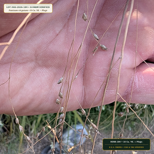 Biochar Bioretention Media & Switchgrass Plug Kit (Panicum virgatum & Carex stricta) — 10 Cu. Yd. + Plugs • Lot AS-2026-184 • 8-Farm Domestic Provenance • Apothecary Supply
