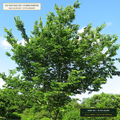 Missouri Gravel-Bed Fibrous Bare-Root Tree Bundle (Quercus bicolor & Celtis occidentalis) — 25-Tree Bundle • Lot AS-2026-185 • 8-Farm Domestic Provenance • Apothecary Supply
