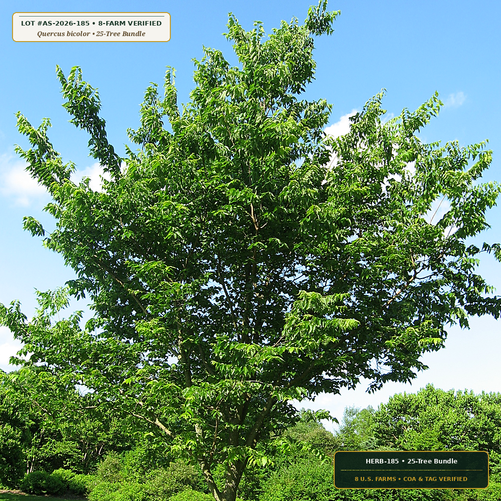 Missouri Gravel-Bed Fibrous Bare-Root Tree Bundle (Quercus bicolor & Celtis occidentalis) — 25-Tree Bundle • Lot AS-2026-185 • 8-Farm Domestic Provenance • Apothecary Supply