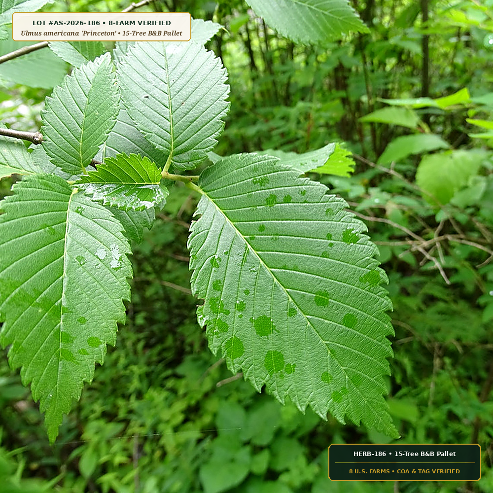 Disease-Resistant American Elm ('Princeton') Lot (Ulmus americana 'Princeton') — 15-Tree B&B Pallet • Lot AS-2026-186 • 8-Farm Domestic Provenance • Apothecary Supply