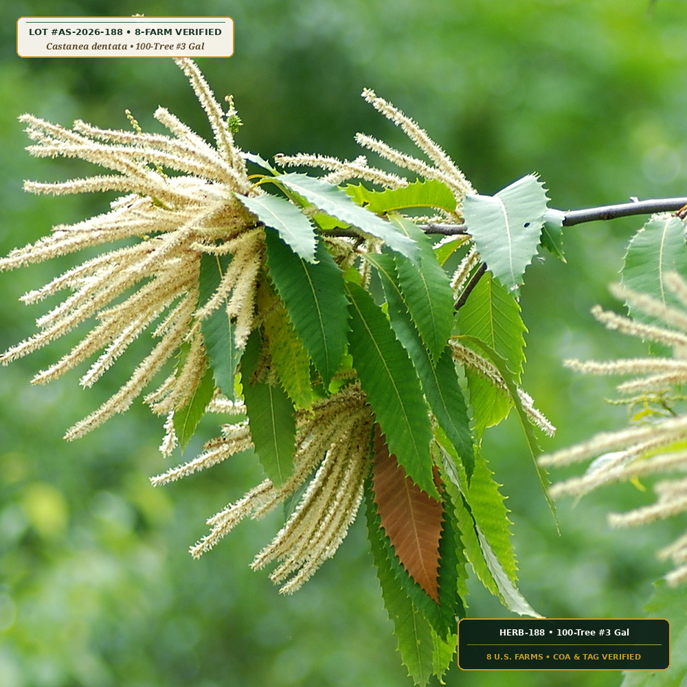 Blight-Resistant Hybrid Chestnut & Hazelnut Lot (Castanea dentata & Corylus americana) — 100-Tree #3 Gal • Lot AS-2026-188 • 8-Farm Domestic Provenance • Apothecary Supply