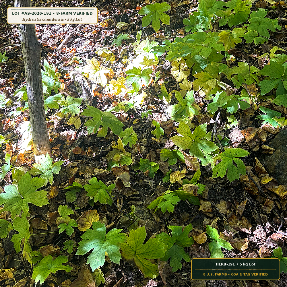 Woods-Cultivated Appalachian Goldenseal & Ginseng (Hydrastis canadensis & Panax quinquefolius) — 5 kg Lot • Lot AS-2026-191 • 8-Farm Domestic Provenance • Apothecary Supply