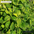 PA-Free Chamomile, Lemon Balm & Passionflower Lot (Matricaria chamomilla & Melissa officinalis) — 25 lb Bale • Lot AS-2026-193 • 8-Farm Domestic Provenance • Apothecary Supply