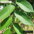 Sustainable Limb-Pruned Slippery Elm & Wild Cherry Bark (Ulmus rubra & Prunus serotina) — 25 lb Bale • Lot AS-2026-194 • 8-Farm Domestic Provenance • Apothecary Supply