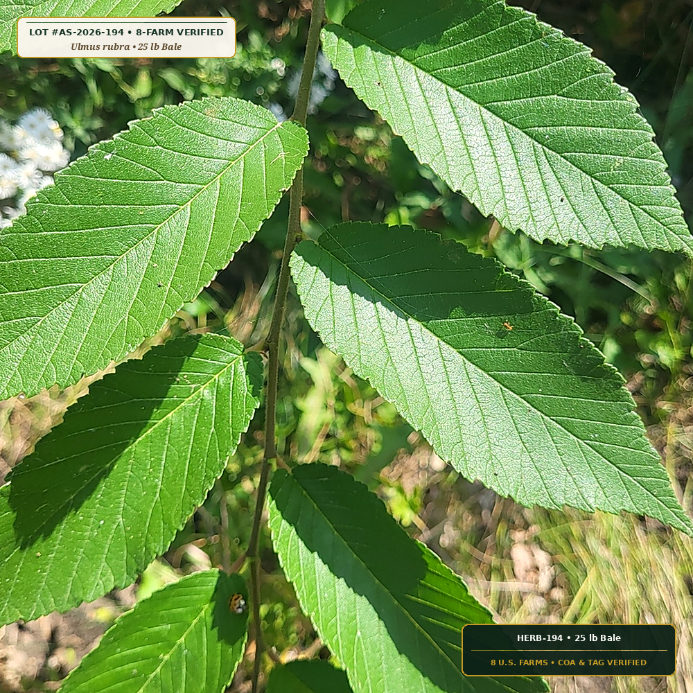Sustainable Limb-Pruned Slippery Elm & Wild Cherry Bark (Ulmus rubra & Prunus serotina) — 25 lb Bale • Lot AS-2026-194 • 8-Farm Domestic Provenance • Apothecary Supply