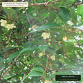 Organic Whole-Root Ashwagandha & Schisandra Lot (Withania somnifera & Schisandra chinensis) — 20 lb Case • Lot AS-2026-195 • 8-Farm Domestic Provenance • Apothecary Supply