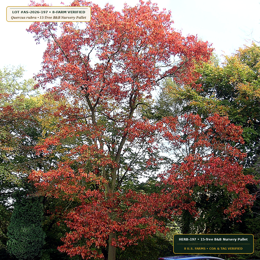 Memorial Estate Shade Tree & Evergreen Screening Lot (Quercus rubra, Acer rubrum 'October Glory' & Thuja occidentalis) — 15-Tree B&B Nursery Pallet • Lot AS-2026-197 • 8-Farm Domestic Provenance • Apothecary Supply