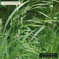 High-Endophyte Insect-Deterrent Tall Fescue Turf Seed Pallet (Schedonorus arundinaceus) — 20 × 50 lb Bags • Lot AS-2026-198 • 8-Farm Domestic Provenance • Apothecary Supply