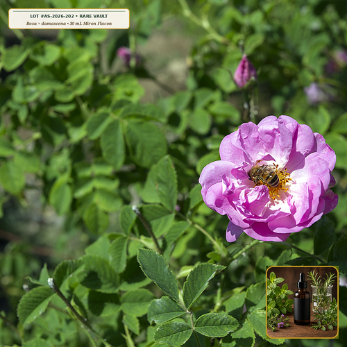 Artisan Copper-Alembic Otto of Damask Rose Absolute Reserve (Rosa × damascena) — 30 mL Miron Flacon • Lot AS-2026-202 • Apothecary Supply