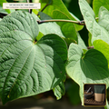 Hawaiian Royal 'Awa Single-Cultivar 'Hiwa' & 'Moi' Root Reserve (Piper methysticum) — 5 kg Vacuum Lateral Root Reserve • Lot AS-2026-206 • Apothecary Supply