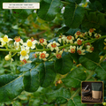 Royal Green Hojari Omani Frankincense Tears & Distillate Chest (Boswellia sacra) — 2 kg Green Tears + 50 mL Oil • Lot AS-2026-208 • Apothecary Supply