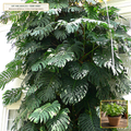 Rare Variegated Monstera 'Thai Constellation' & 'Albo' Conservatory Pair (Monstera deliciosa) — 2 Acclimated 3-Gallon Live Specimens • Lot AS-2026-215 • Apothecary Supply