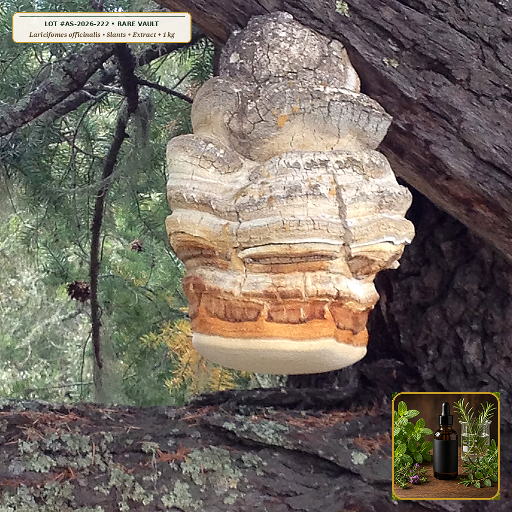 Old-Growth Lineage Agarikon Living Culture & Fruiting Extract Vault (Laricifomes officinalis) — Culture Slants + 500 mL Extract + 1 kg Block • Lot AS-2026-222 • Apothecary Supply