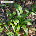 Appalachian Woodland Sanctuary Live Root & Seed Vault (Allium tricoccum, Chamaelirium luteum & Sanguinaria canadensis) — 250 Dormant Rhizomes/Bulbs + 1 lb Seed • Lot AS-2026-225 • Apothecary Supply
