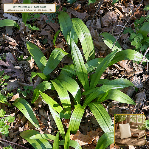 Appalachian Woodland Sanctuary Live Root & Seed Vault (Allium tricoccum, Chamaelirium luteum & Sanguinaria canadensis) — 250 Dormant Rhizomes/Bulbs + 1 lb Seed • Lot AS-2026-225 • Apothecary Supply