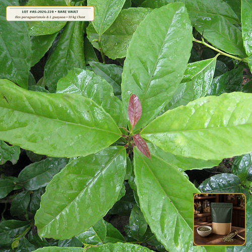 24-Month Aged Smoke-Free Canopy Yerba Maté & Guayusa Gourd Chest (Ilex paraguariensis & Ilex guayusa) — 10 kg Aged Leaf Reserve + Palo Santo Gourd • Lot AS-2026-228 • Apothecary Supply